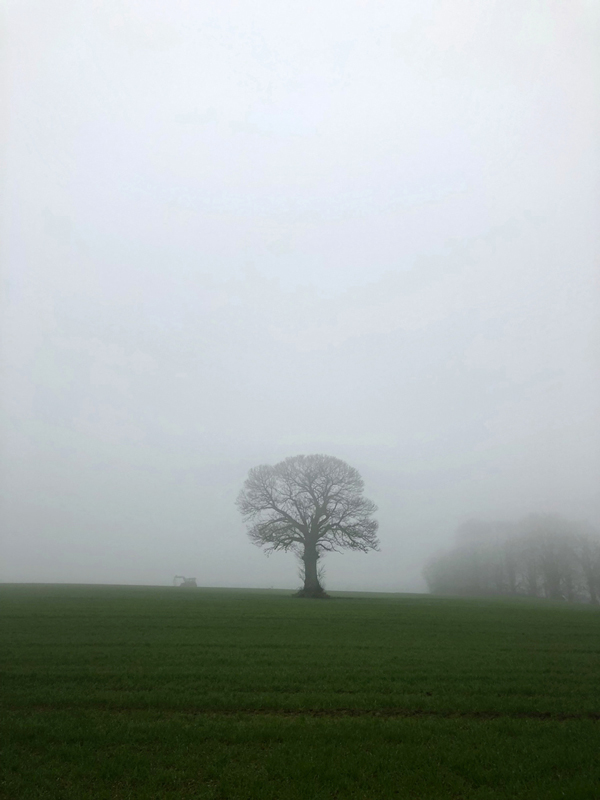 Un arbre dans un champ dans le brouillard