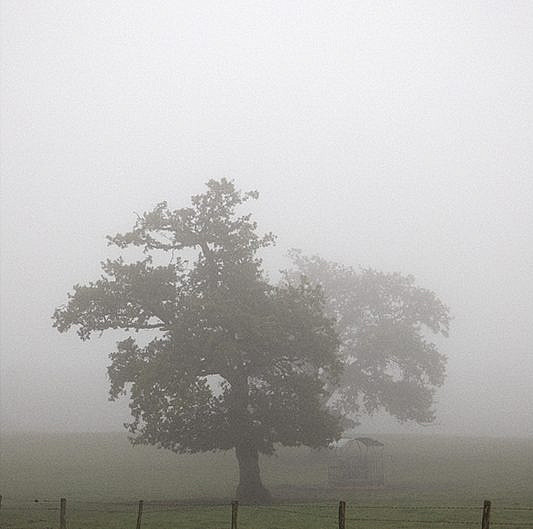 2 arbres dans le brouillard en Mayenne