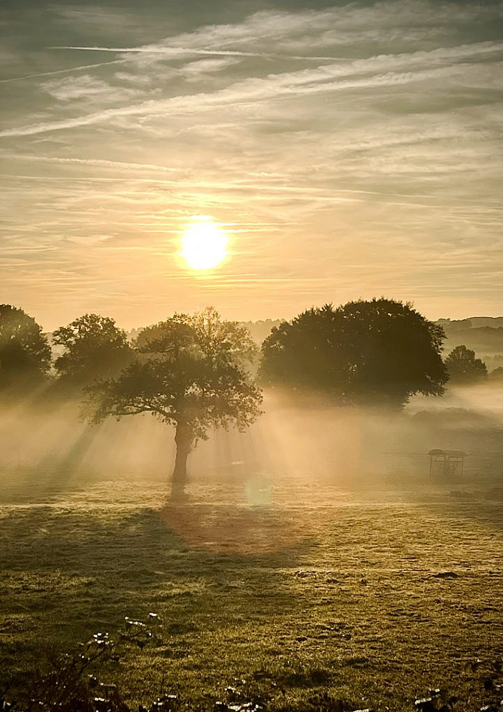 Belle lumière du soleil le matin dans le brouillard à travers un arbre : respirer.